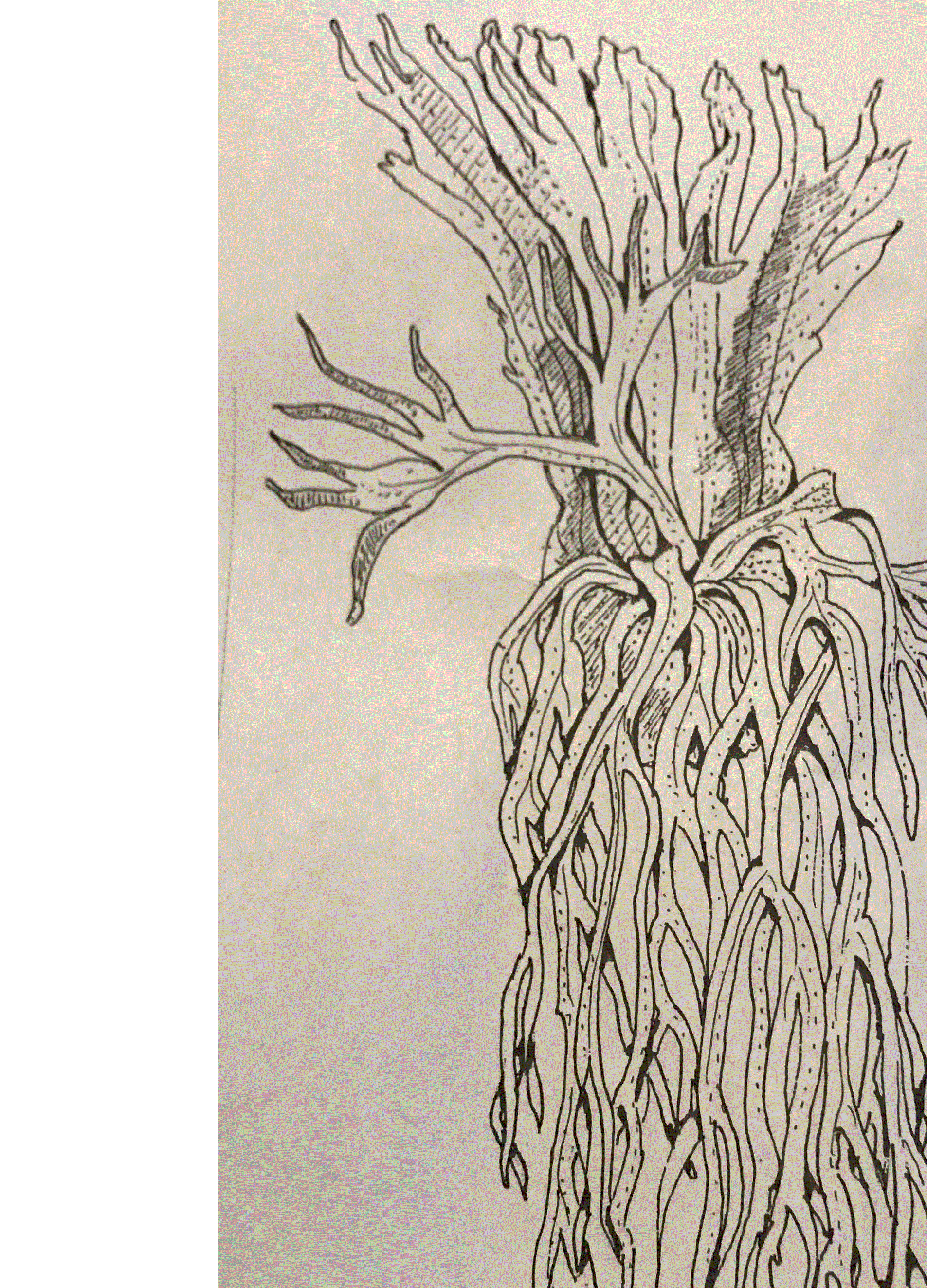 Platycerium Willinckii